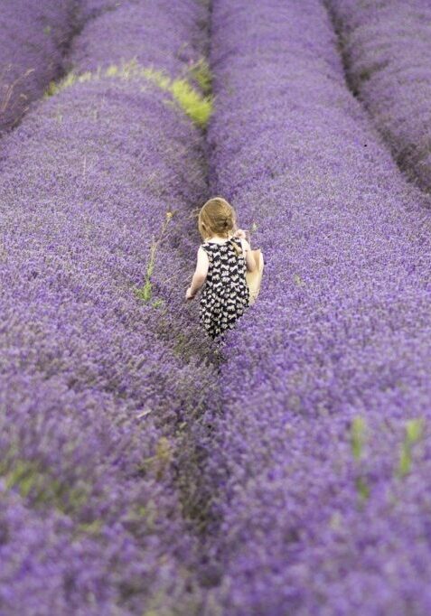 lavanda